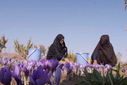 اتحادیه ملی زعفران‌کاران: صادرات زعفران کاهش یافته